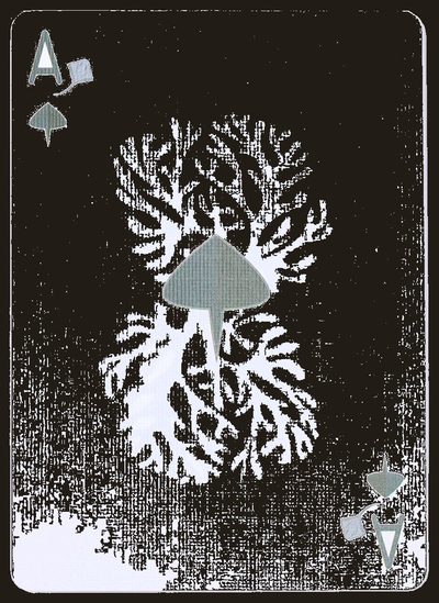 Stingray Playing Cards
